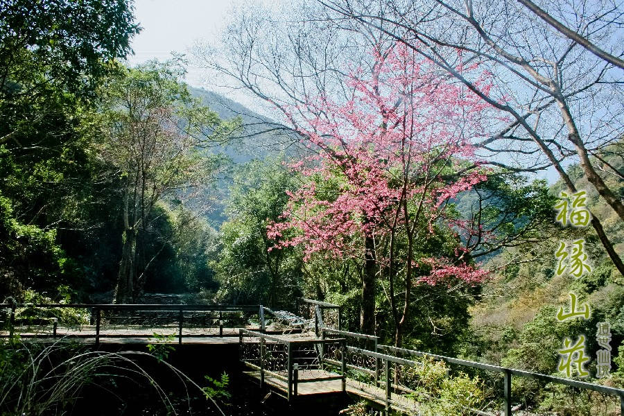 桃園拉拉山民宿福緣山莊