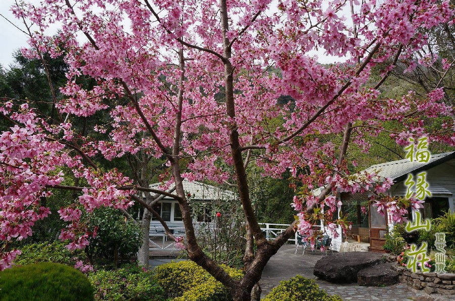 桃園拉拉山民宿福緣山莊