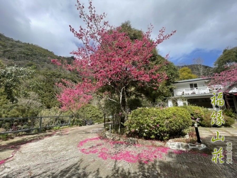 桃園拉拉山民宿福緣山莊
