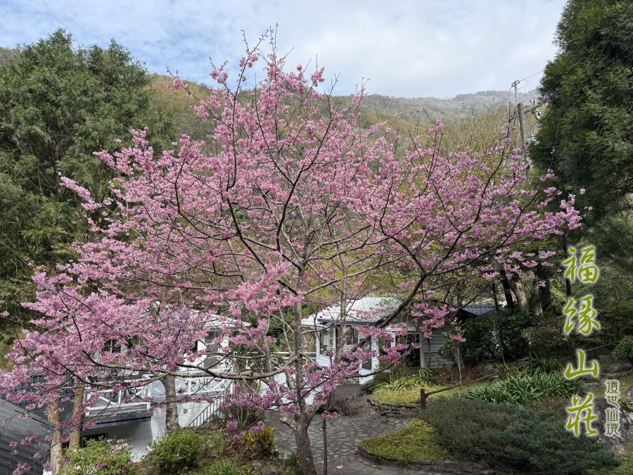 桃園拉拉山民宿福緣山莊