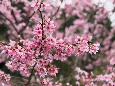 福緣四季 | 福緣圖庫 | 桃園拉拉山民宿福緣山莊 | R-4-250513191930.jpg