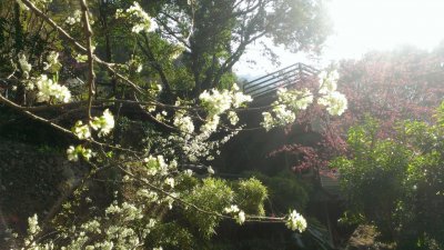 福緣四季 | 福緣圖庫 | 桃園拉拉山民宿福緣山莊 | R-4-25053180519.jpg