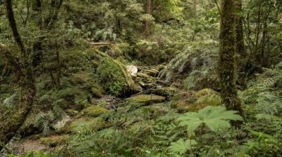 拉拉山國家森林遊樂區 | 福緣圖庫 | 桃園拉拉山民宿福緣山莊 | R-9-250510200609.jpg