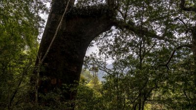 拉拉山國家森林遊樂區 | 福緣圖庫 | 桃園拉拉山民宿福緣山莊 | R-9-250510200643.jpg