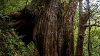 拉拉山國家森林遊樂區 | 福緣圖庫 | 桃園拉拉山民宿福緣山莊 | R-9-25051585411.jpg