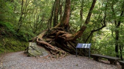 拉拉山國家森林遊樂區 | 福緣圖庫 | 桃園拉拉山民宿福緣山莊 | R-9-25051585423.jpg