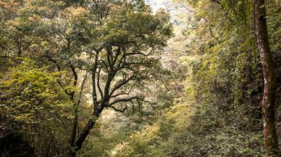 拉拉山國家森林遊樂區 | 福緣圖庫 | 桃園拉拉山民宿福緣山莊 | R-9-25051585713.jpg