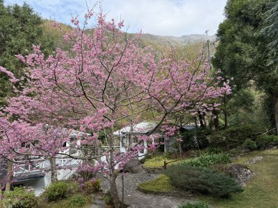 悠遊美景 | 福緣圖庫 | 桃園拉拉山民宿福緣山莊 | lala-250513143800.jpg