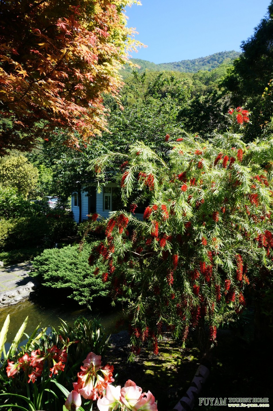 福緣美景 | 福緣山莊美景分享 | 桃園拉拉山民宿福緣山莊