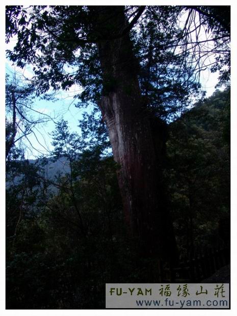 悠遊美景 | 福緣山莊美景分享 | 桃園拉拉山民宿福緣山莊
