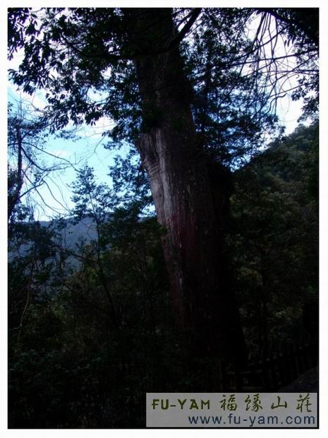 悠遊美景 | 福緣山莊美景分享 | 拉拉山民宿福緣山莊